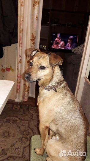 Щенки цвергпинчера мальчик