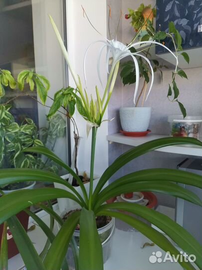 Комнатные растения