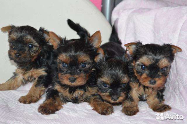 Щенки. Йоркширского терьера