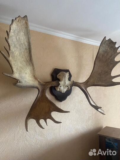 Охотничьи трофеи