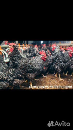 Цыплята подрощенные разных пород