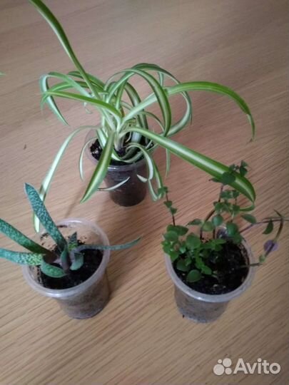 Хлорофитум, каллизия, гастерия