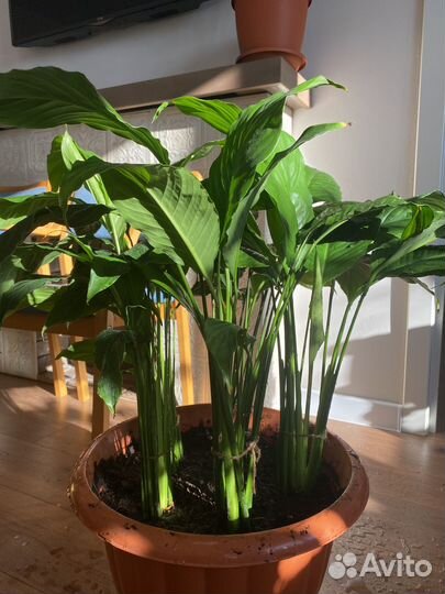 Спатифилум цикламен комнатные цветы