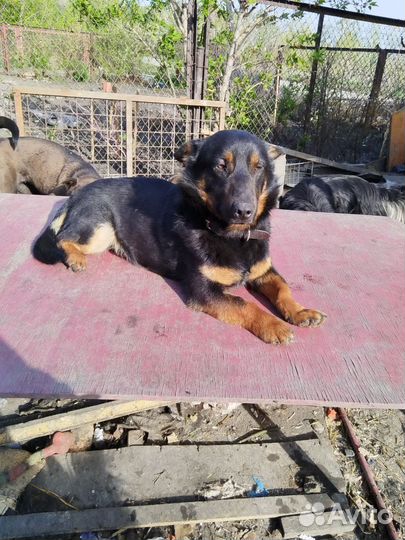 Маленьких собачек отправят жить на улицу