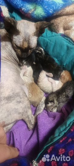 Сфинкс помесь