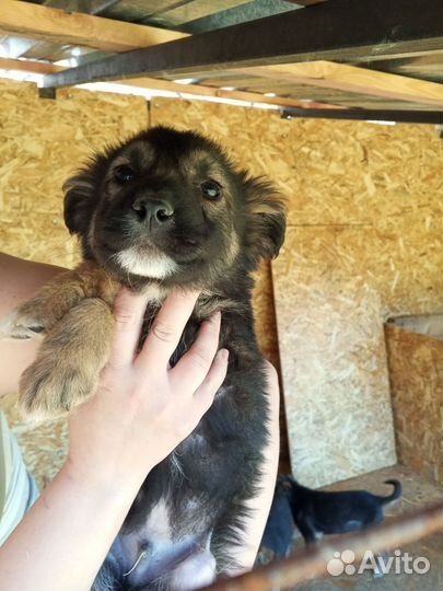 Собака в добрые руки щенок