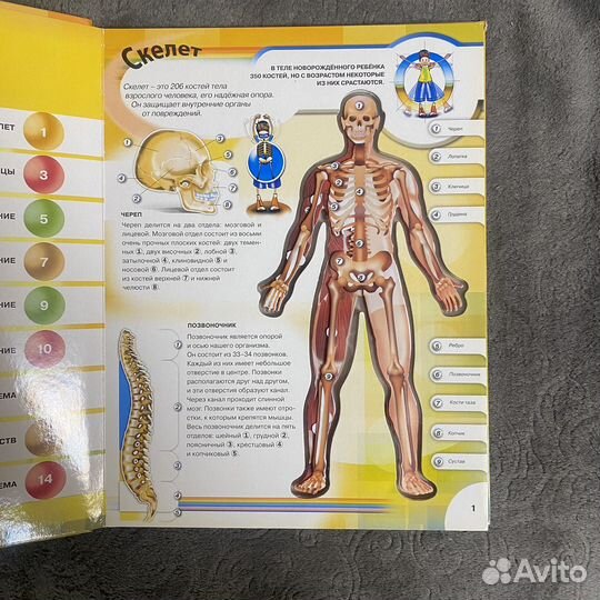 Книги про Анотомию человека