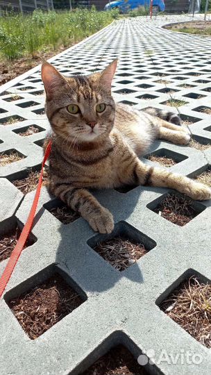 Кот в добрые руки