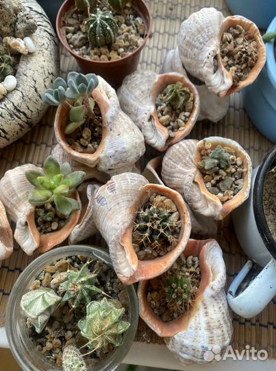 Кактусы и суккуленты в ракушке и без