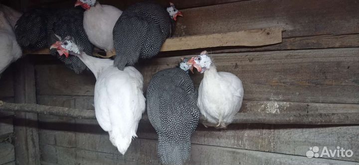 Цесарки мальчики