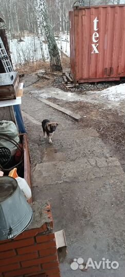 Щенки (в опасности)