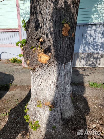 Карагач на слэб