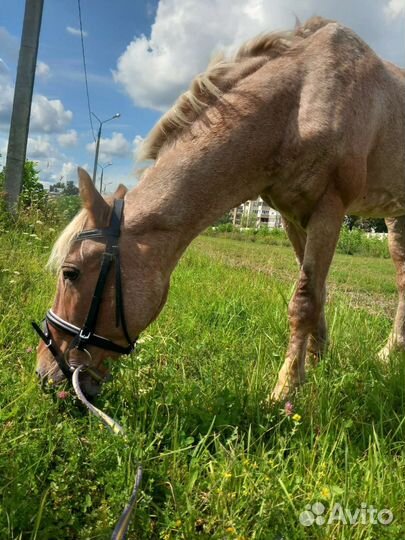 Лошади, Жеребец и мерин