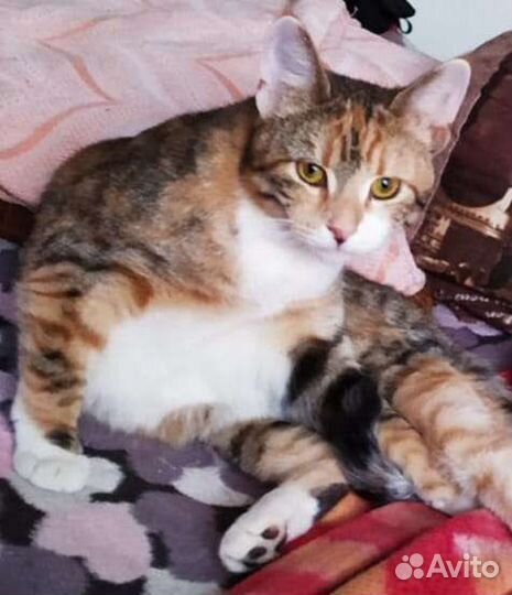 Трехцветная кошечка