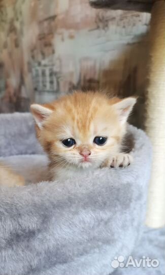Котята драгоценного окраса