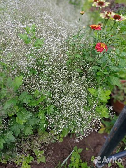 Гипсофила многолетняя