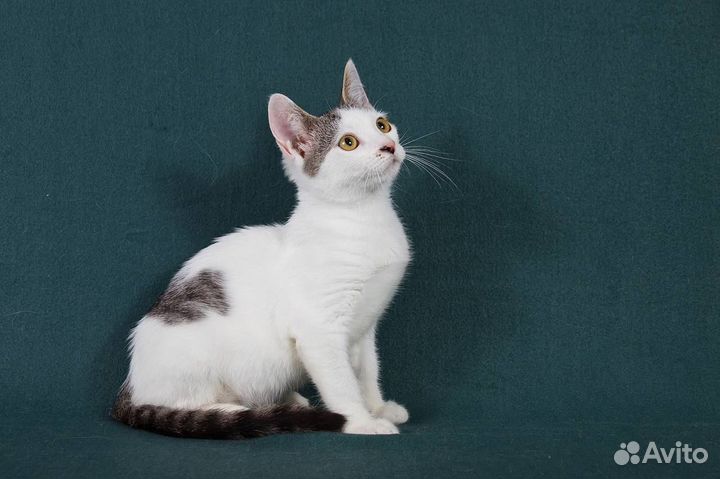 Котенок в добрые руки