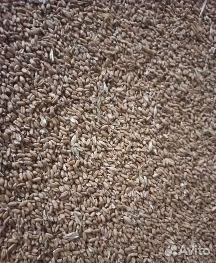 Фуражный овёс, Ячмень озимый на корм