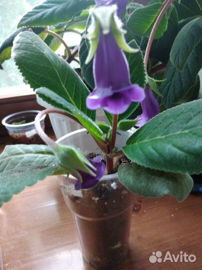 Глоксиния Тидея