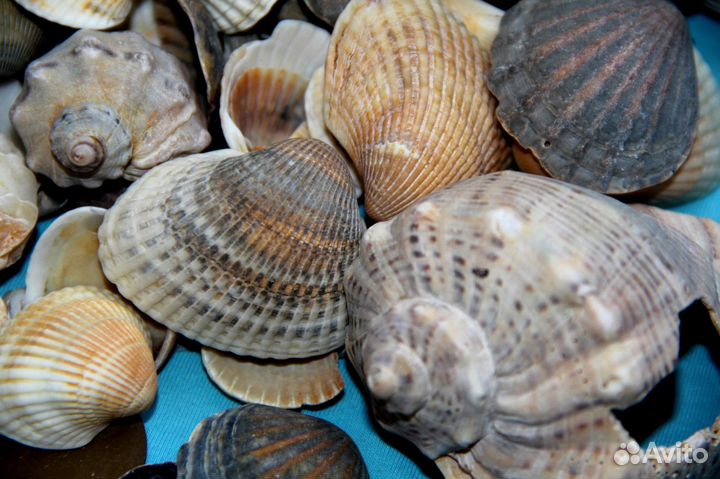 Продам натуральные ракушки для аквариума