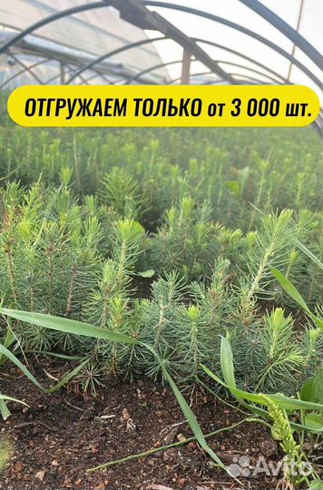 Саженцы сосны зкс от производителя
