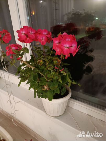 Герань пеларгония в горшке
