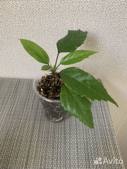 Гибискус купера