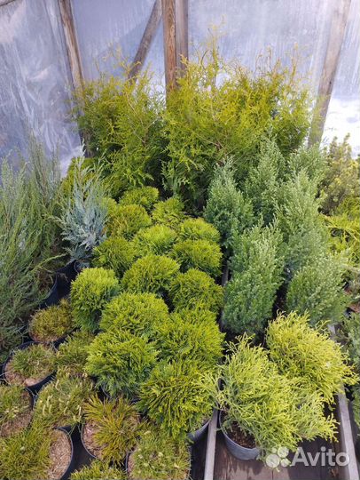 Хвойные растения для вашего сада