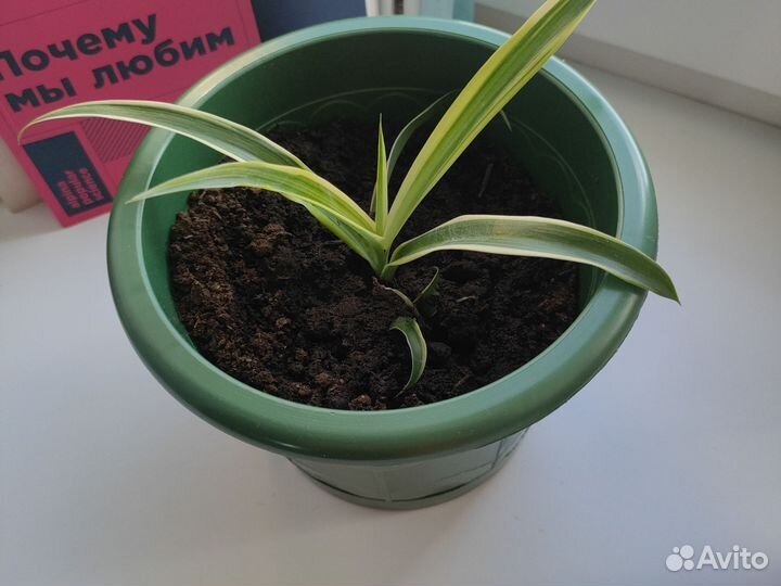 Хлорофитум