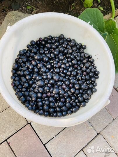 Черная смородина