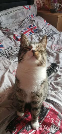 В добрые руки