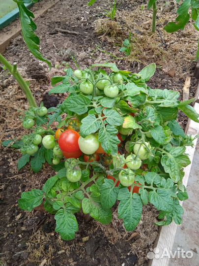 Рассада помидор