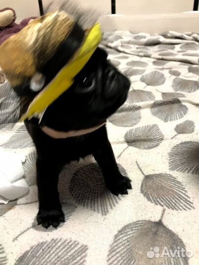 Щенки мопса черные