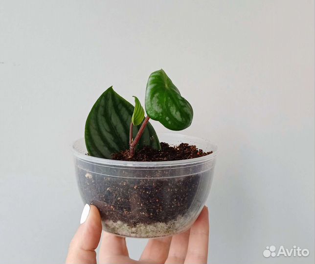 Пеперомия арбузная