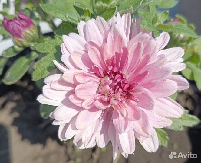 Хризантема