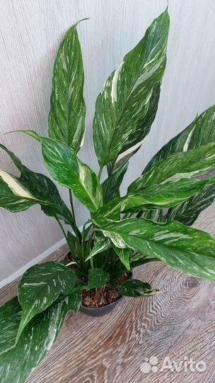 Спатифиллум даймонд