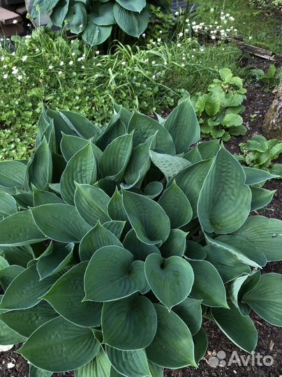 Хоста (4 разных вида)