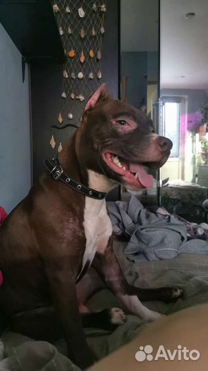 Питбультерьер вязка