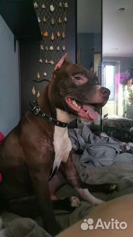 Питбультерьер вязка