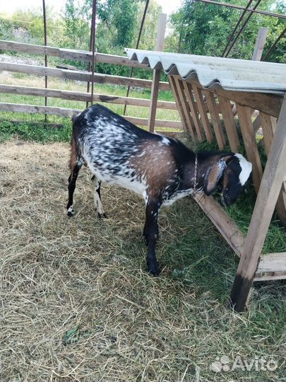 Нубийский козел вязка