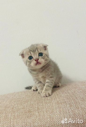 Британские котята