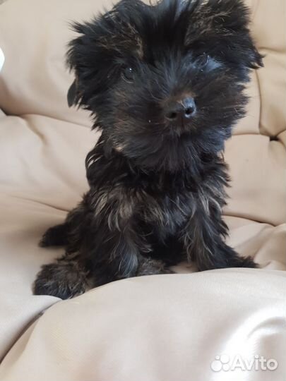 Йоркширский терьер