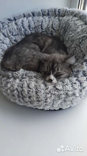 Кошки в добрые руки бесплатно