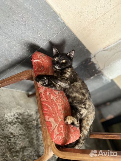 Отдам котенка в добрые руки