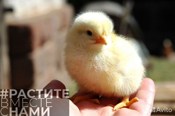 Комбикорм для бройлеров рост
