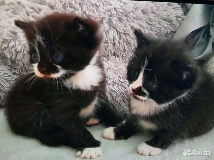 Кошка в дар