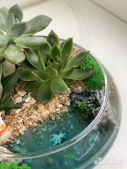 Флорариум суккуленты