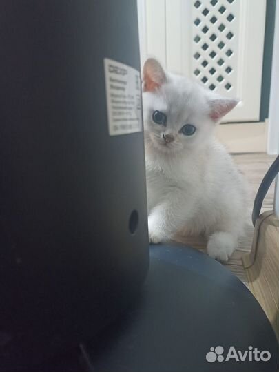 Британские котята шиншилла