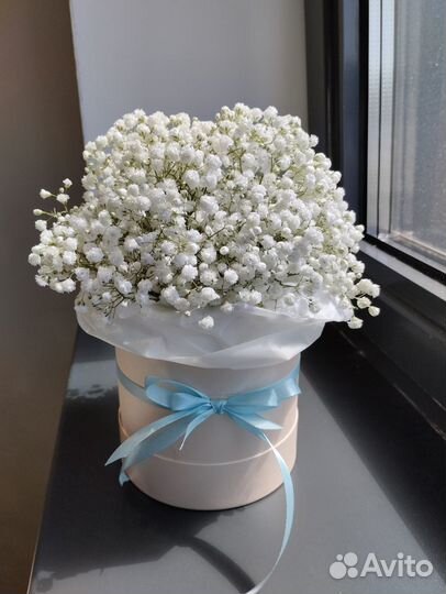 Гипсофила в коробке