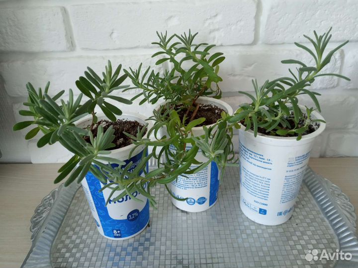 Лаванда узколистная Прованс